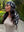 Butterfly Noir Square Head Scarf
