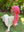 Pink Paloma Square Head Scarf