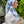 Load image into Gallery viewer, VERSATILE PRETIED White Tiger Queen (WITH VELVET GRIP)
