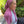 Load image into Gallery viewer, SB Dri Fit Pretied Scarf Heather Berry (with Velvet Grip)
