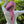 Load image into Gallery viewer, SB Dri Fit Pretied Scarf Heather Berry (with Velvet Grip)
